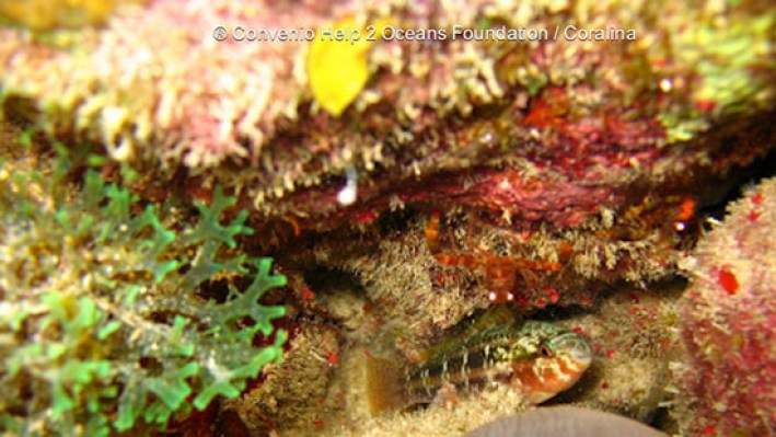 Blennies (4) - copia_452